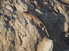 Sceloporus occidentalis bocourtii