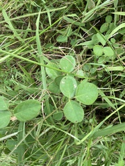 Desmodium scorpiurus