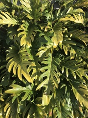 Philodendreae