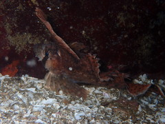 Nautichthys oculofasciatus