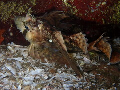 Nautichthys oculofasciatus