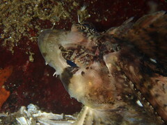 Nautichthys oculofasciatus