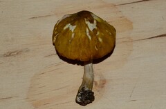 Pluteus leoninus