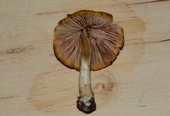 Pluteus leoninus
