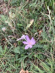 Colchicum
