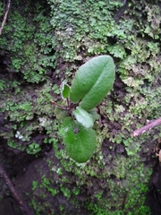 Mickelopteris cordata