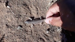 Eremias multiocellata