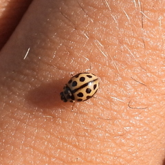 Tytthaspis sedecimpunctata