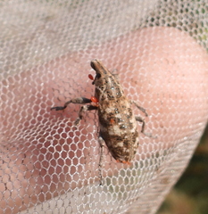 Cyphocleonus dealbatus