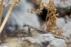 Bolivaria brachyptera