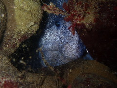 Anarrhichthys ocellatus