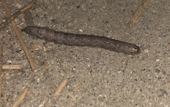 Noctuinae