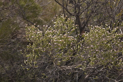 Chamelaucieae