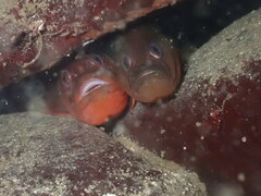 Apodichthys flavidus