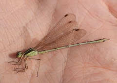 Lestes barbarus