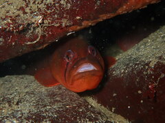 Apodichthys flavidus