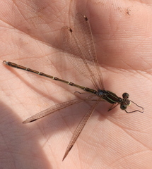 Lestes barbarus