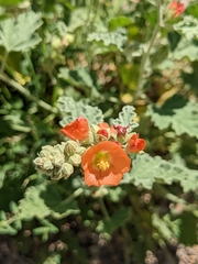 Sphaeralcea munroana