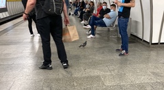 Columba livia domestica