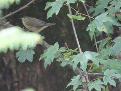 Phylloscopus collybita