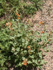 Sphaeralcea munroana