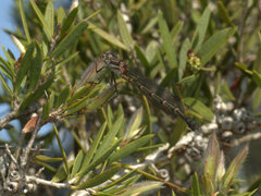 Austrolestes minjerriba