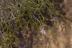 Calytrix