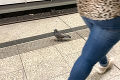 Columba livia domestica