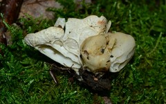 Helvella costifera