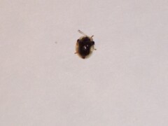 Deloyala guttata