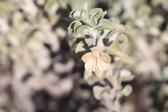 Eremophila rotundifolia
