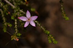 Calytrix