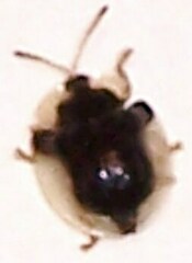 Deloyala guttata