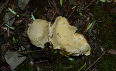 Helvella costifera