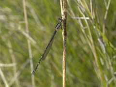 Austrolestes minjerriba