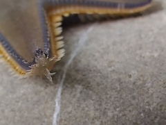 Astropecten jonstoni