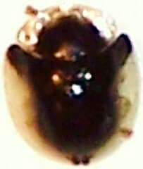 Deloyala guttata
