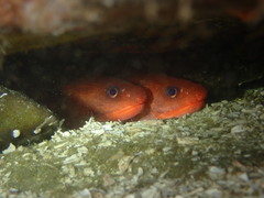 Brosmophycis marginata