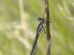 Austrolestes minjerriba