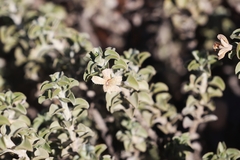 Eremophila rotundifolia