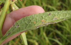 Coleosporium campanulae