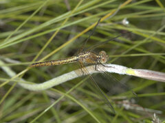 Diplacodes haematodes