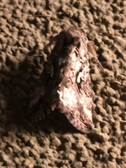 Trichoplusia ni