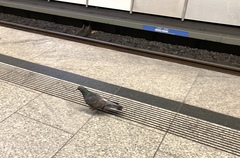 Columba livia domestica