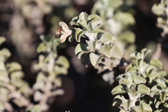 Eremophila rotundifolia