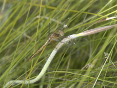 Diplacodes haematodes