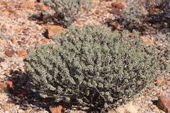 Eremophila rotundifolia