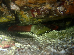 Brosmophycis marginata