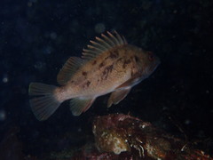 Sebastes auriculatus