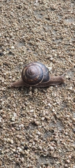 Helix lucorum